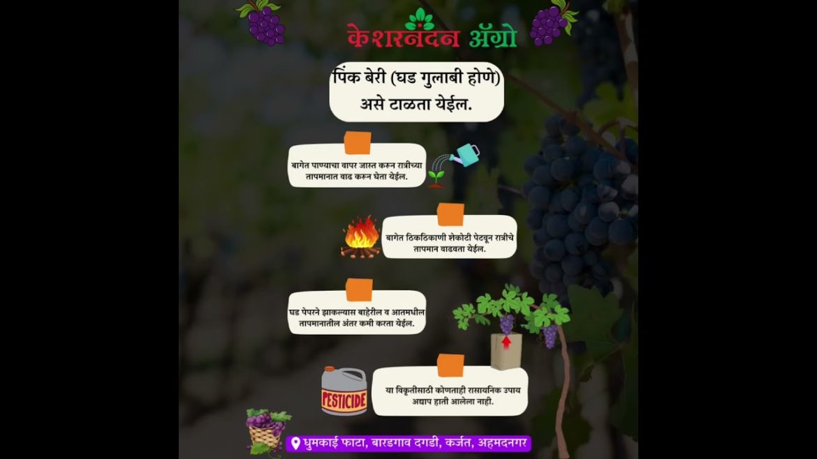 #Pinkberry #kesharnandanagrow #fruit #food #nature #love #grapes %द्राक्ष #vineyard #agriculturelife