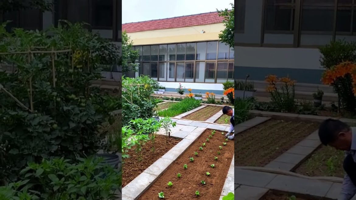 how to growing vegetable #natural #satisfying how to growing vegetable #natural #satisfying