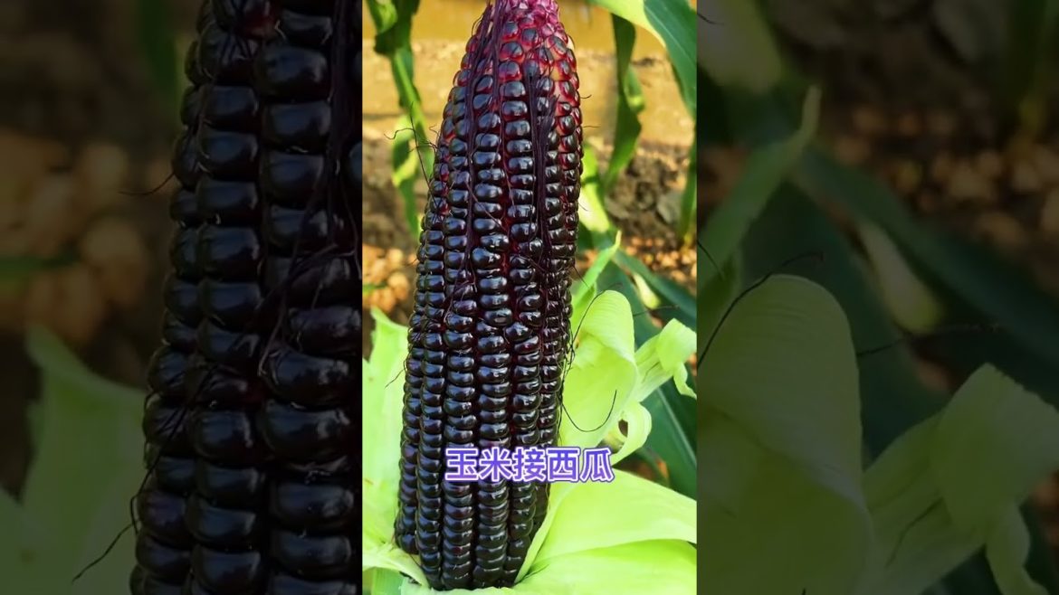 Method of growing vegetable /Garden Growing Lettuce Without Watering Method of growing vegetable /Garden Growing Lettuce Without Watering