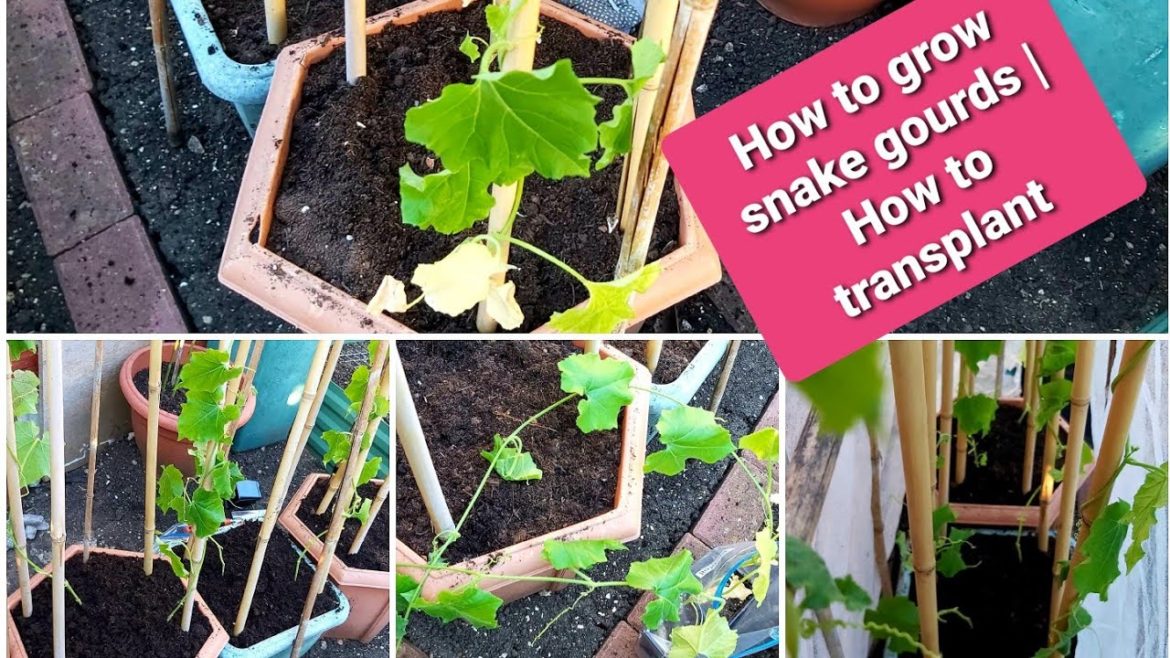 How to grow Bangladeshi snake gourds UK backyard garden | How to transplant snake gourds in garden