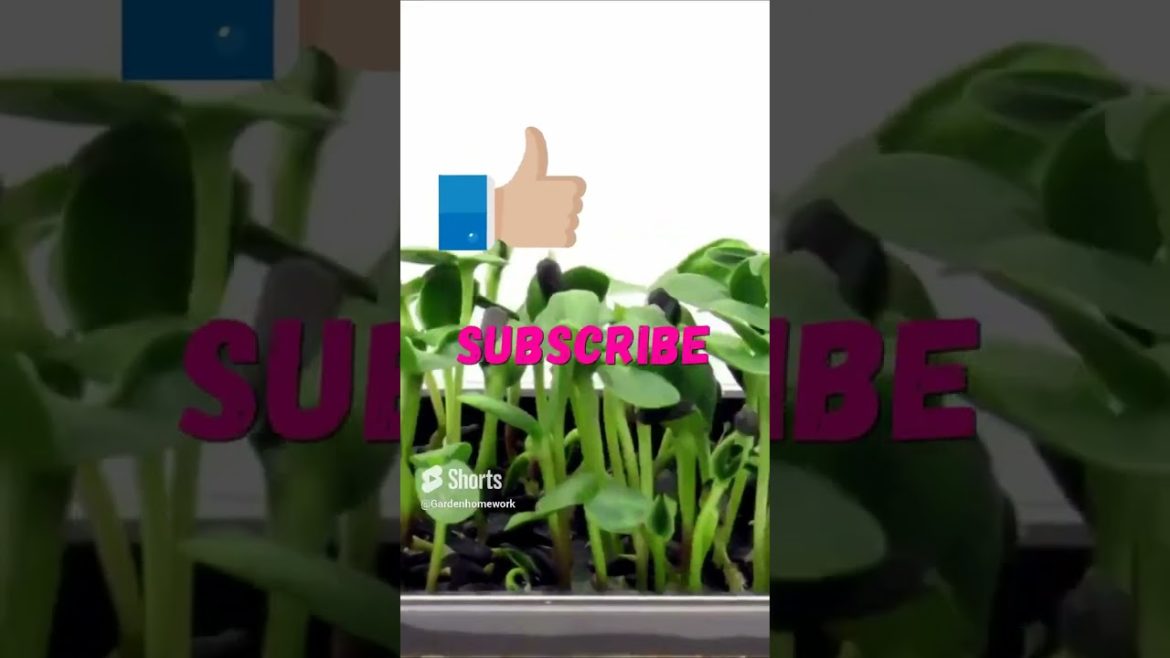 AMAZING 2023 SUNFLOWER SEED  GERMINATION  #shortsfeed #shorts