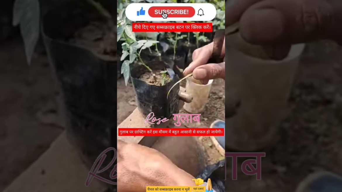 #rose #plants #airlayering  #grafting#farming#roses#king#gardening#organic #organicfertilizer#shorts #rose #plants #airlayering  #grafting#farming#roses#king#gardening#organic #organicfertilizer#shorts