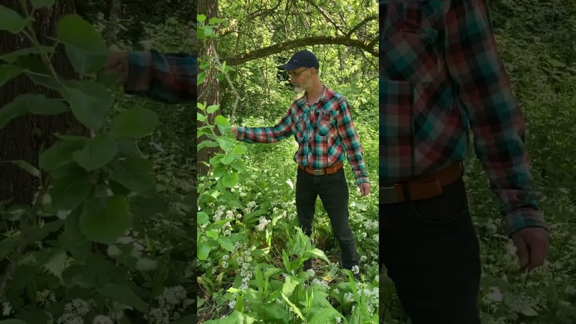 Edible underplanting below fruit trees