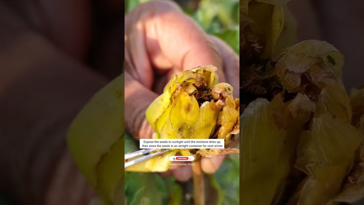Do This Gardening Work Before Spring|वसंत के पहले करे ये काम|#ashasgardenstory#shorts Do This Gardening Work Before Spring|वसंत के पहले करे ये काम|#ashasgardenstory#shorts