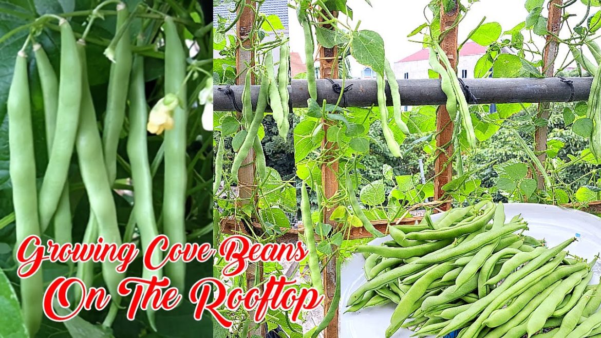 Growing Cove beans on the terrace is delicious, very clean