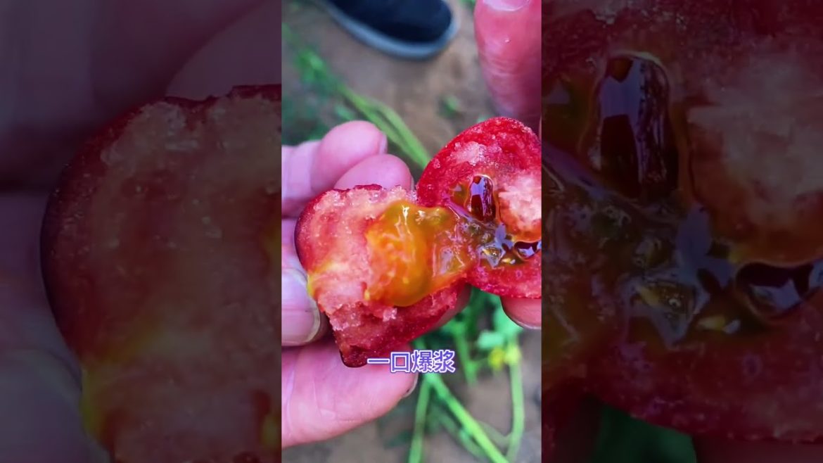 Method of growing vegetable /Garden Growing Lettuce Without Watering