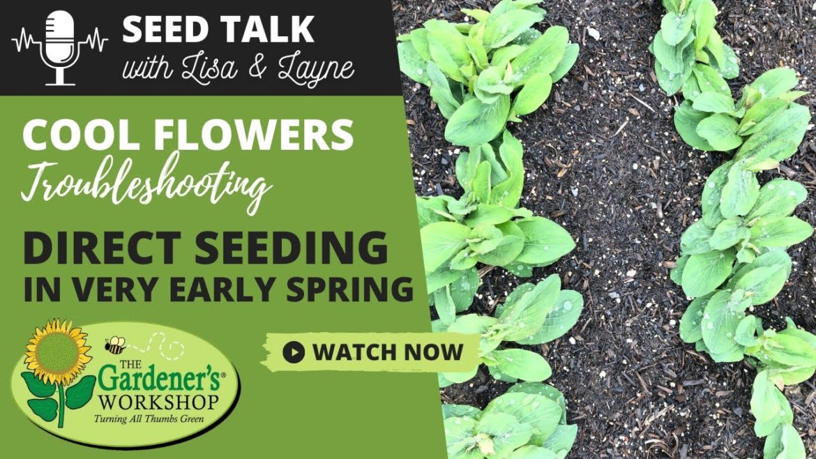 #20 – Cool Flowers Troubleshooting – Direct Seeding in Very Early Spring #20 - Cool Flowers Troubleshooting - Direct Seeding in Very Early Spring