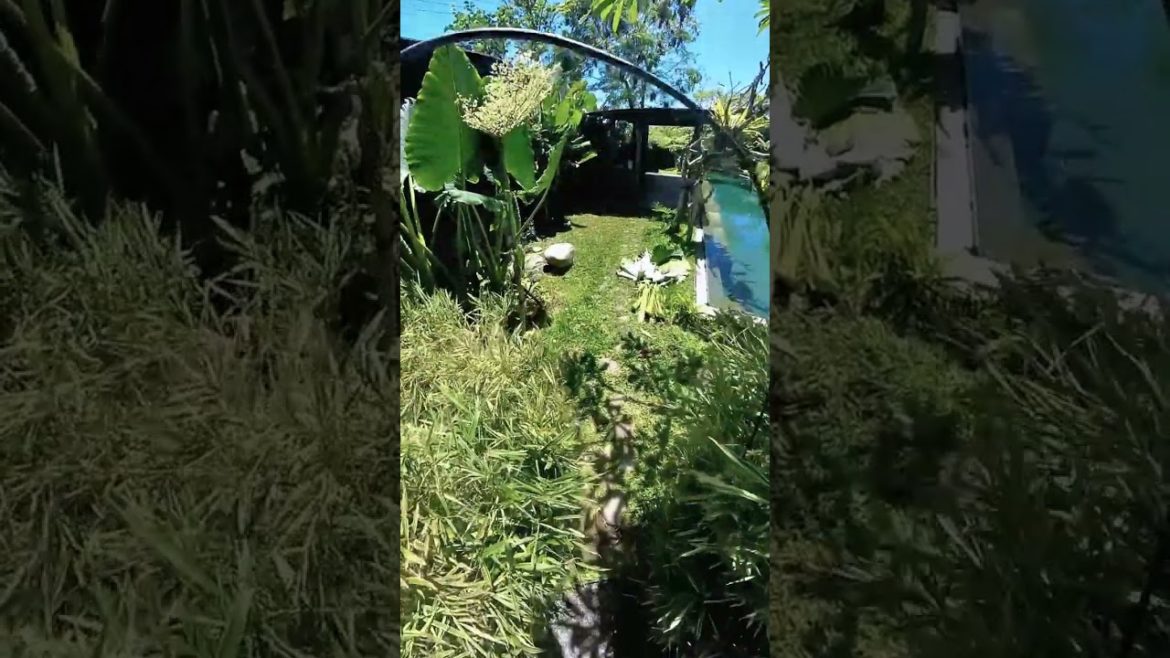 Entrance Zen Japanese Garden  - Wood patway - Front Yard Garden