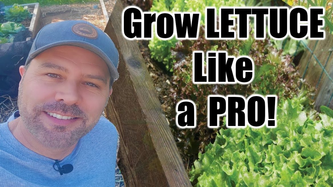 California Garden TV: How to Grow Lettuce // Seed to Harvest // Complete Growing Guide How to Grow Lettuce // Seed to Harvest // Complete Growing Guide