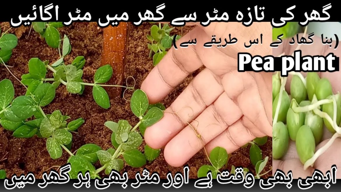 how to grow peas in container from seed(matar) gamle mein kaise lgate hain #gardeningtips
