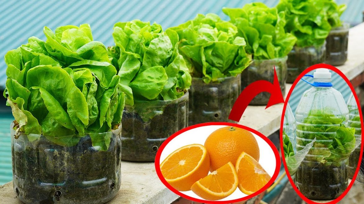 Tips For Growing Clean Vegetables In Fresh Plastic Bottles, No Garden Required