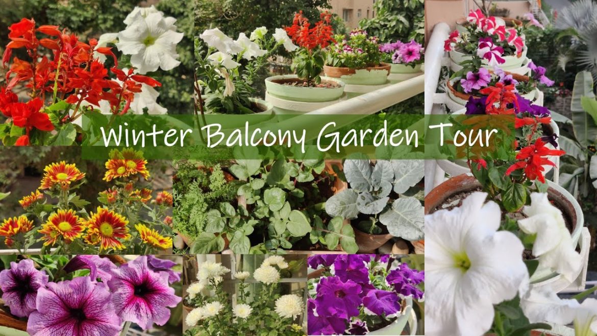 Winter Balcony Garden Tour