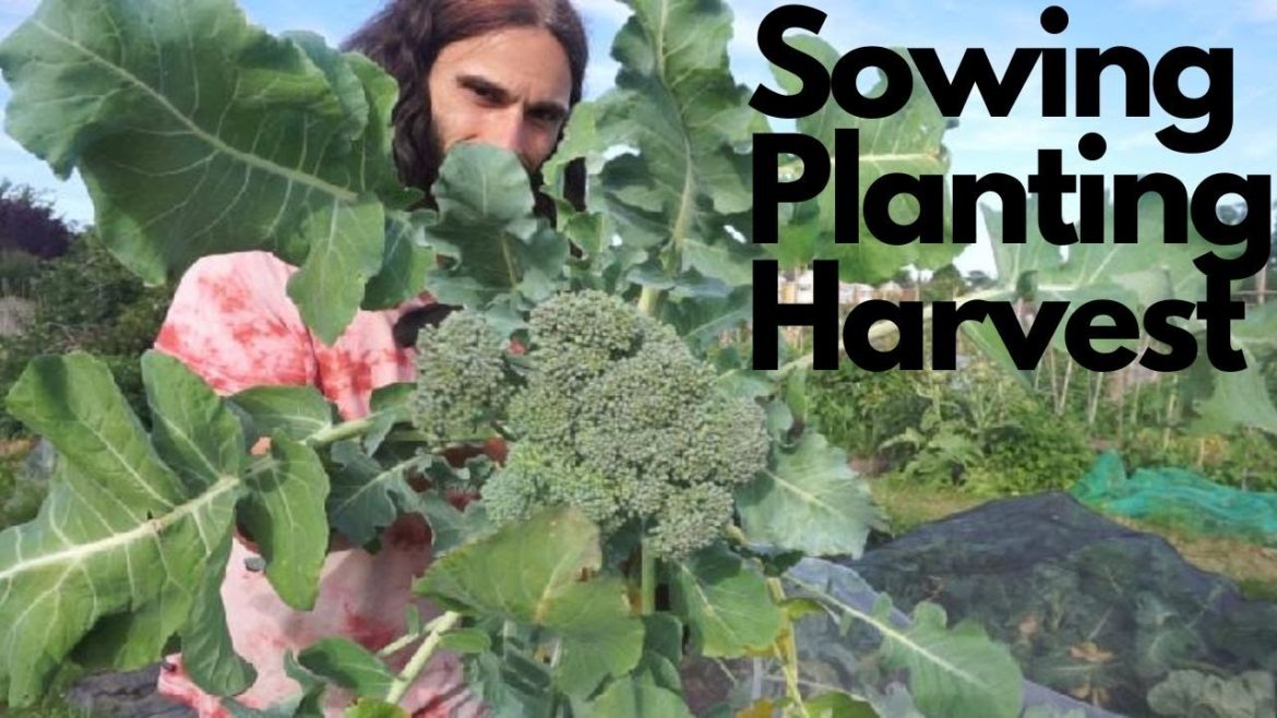 Plant Calabrese in February for GREAT crops! What to sow in February Plant Calabrese in February for GREAT crops! What to sow in February