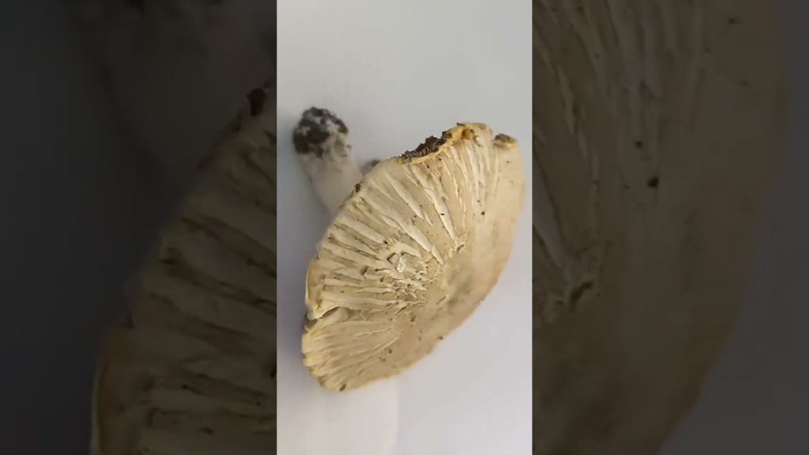 Help me identify the mushrooms ππ€ #mushroom #mushrooms #identify #identificacion #garden #ukgarde Help me identify the mushrooms ππ€ #mushroom #mushrooms #identify #identificacion #garden #ukgarde