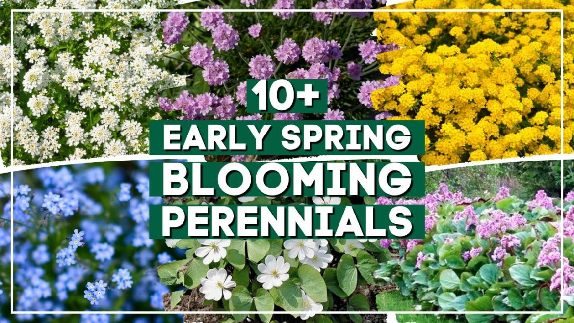 10+ Early Spring Perennial Flowers to Brighten Your Landscape Right After Winter πΌ πΈ β¨ 10+ Early Spring Perennial Flowers to Brighten Your Landscape Right After Winter πΌ πΈ β¨