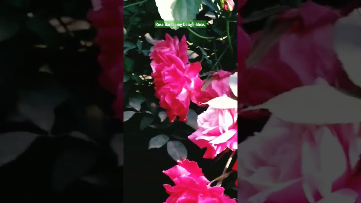 Rose Gardening Design Ideas. Rose Garden Terrace. #viralvideo #viral #gardening #shorts #rose . Rose Gardening Design Ideas. Rose Garden Terrace. #viralvideo #viral #gardening #shorts #rose .