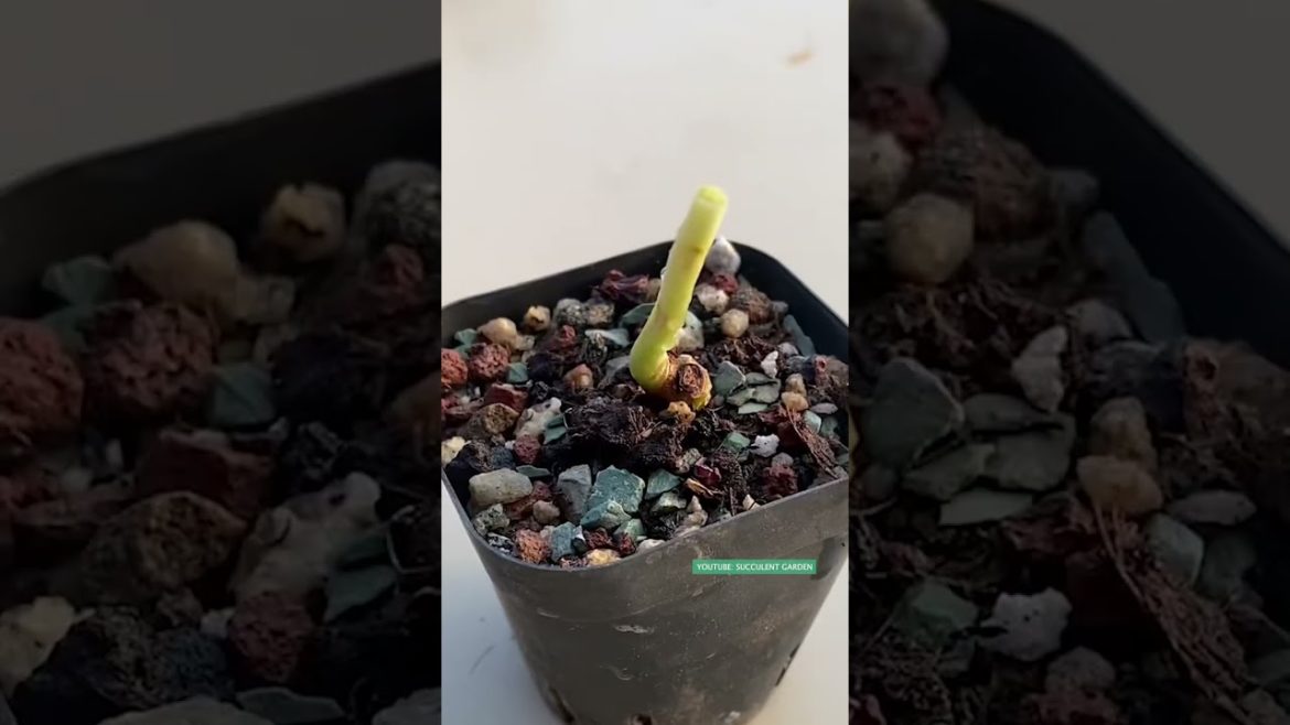 Tips for succulents | 多肉植物 | 다육이들 | Suculentas