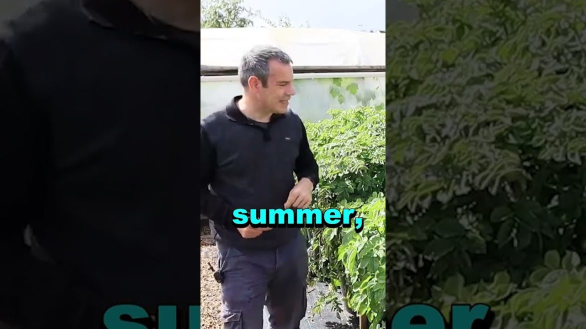 Growing Potatoes in Containers Before the Last Frost #shorts