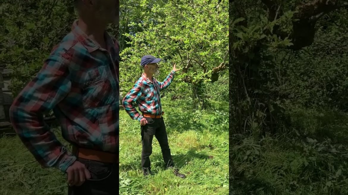 Orchard restoration at Earthworm Coop