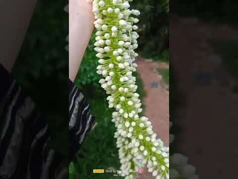 How to Gardener: Tips for A Successful Garden How to Gardener: Tips for A Successful Garden