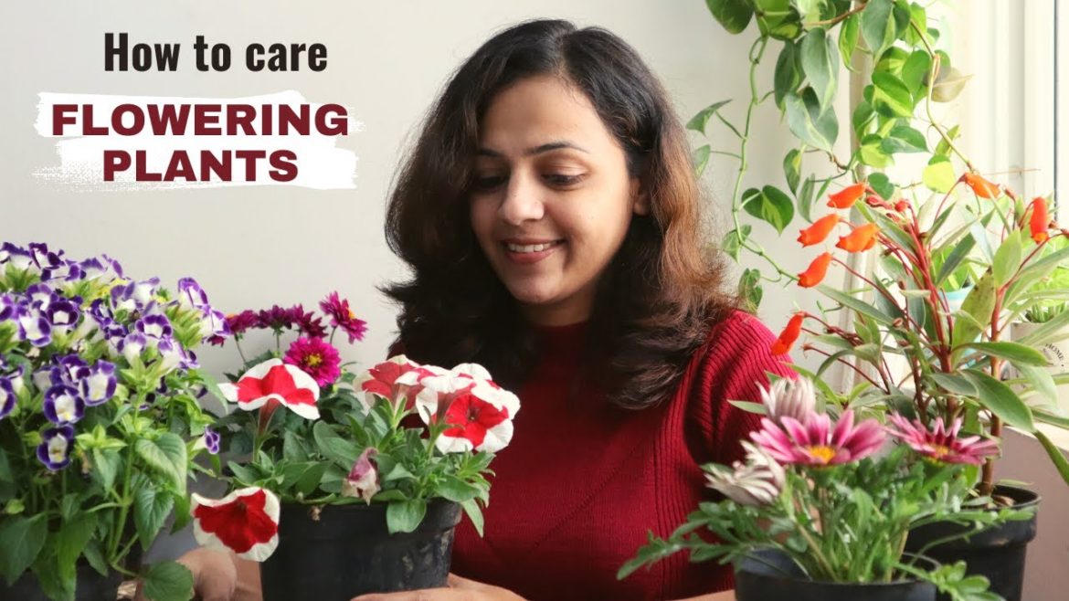 Growing Flowering plants at Home | How to Grow & Care for Flowering plants