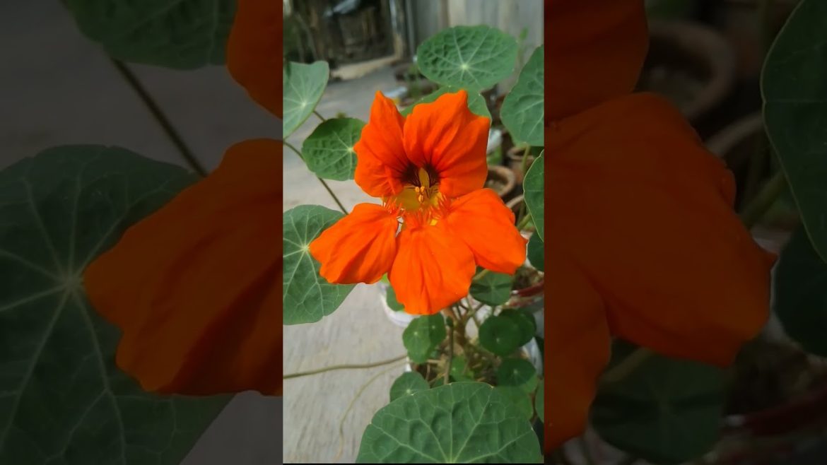 nasturtium flower