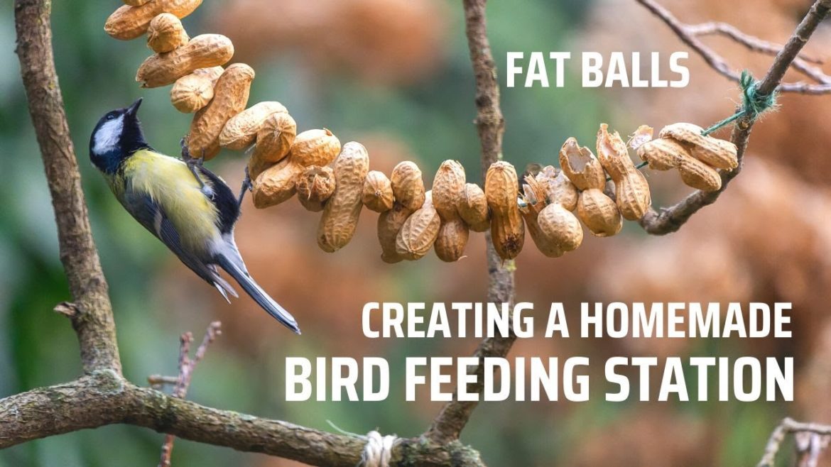 Tips on creating a cheap bird feeding station. Home made fat balls. Bird watching in my garden Tips on creating a cheap bird feeding station. Home made fat balls. Bird watching in my garden