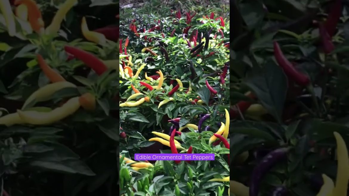 Vietnamese Can’t Live Without Peppers! #tet #shorts