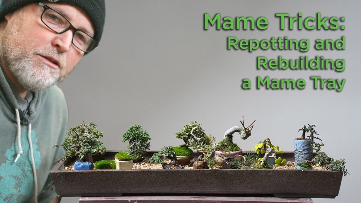 Bonsaify | Mame Tricks: Repotting and Rebuilding a Mame Tray