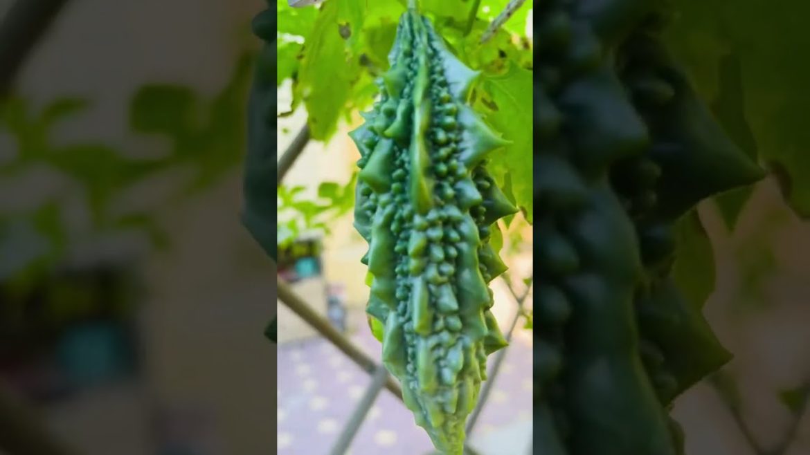 Picking Organic Vegetables #shorts #satisfying