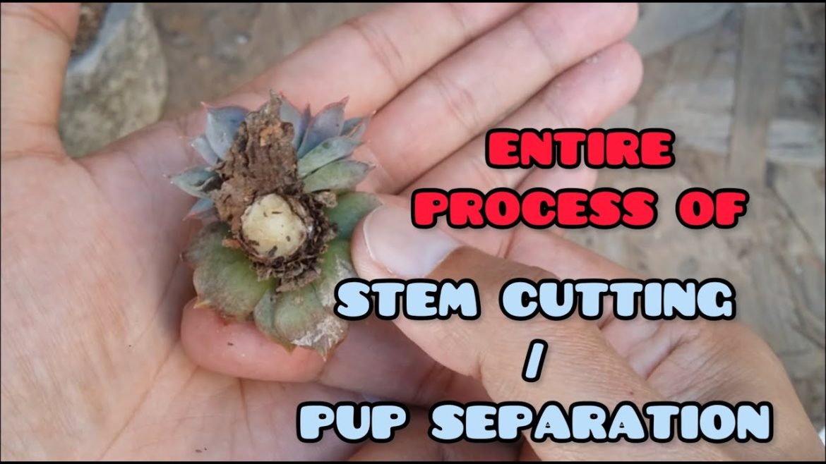 || ENTIRE PROCESS OF STEM CUTTING / PUP SEPARATION || SUCCULENT CARE TIPS || || ENTIRE PROCESS OF STEM CUTTING / PUP SEPARATION || SUCCULENT CARE TIPS ||