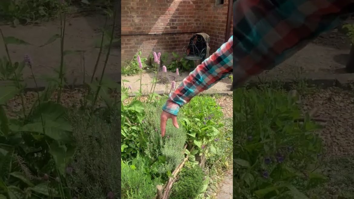 Backyard poluculture bed Backyard poluculture bed