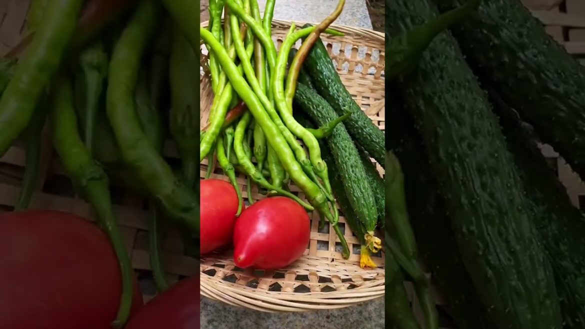 Method of growing vegetable /Garden Growing Lettuce Without Watering