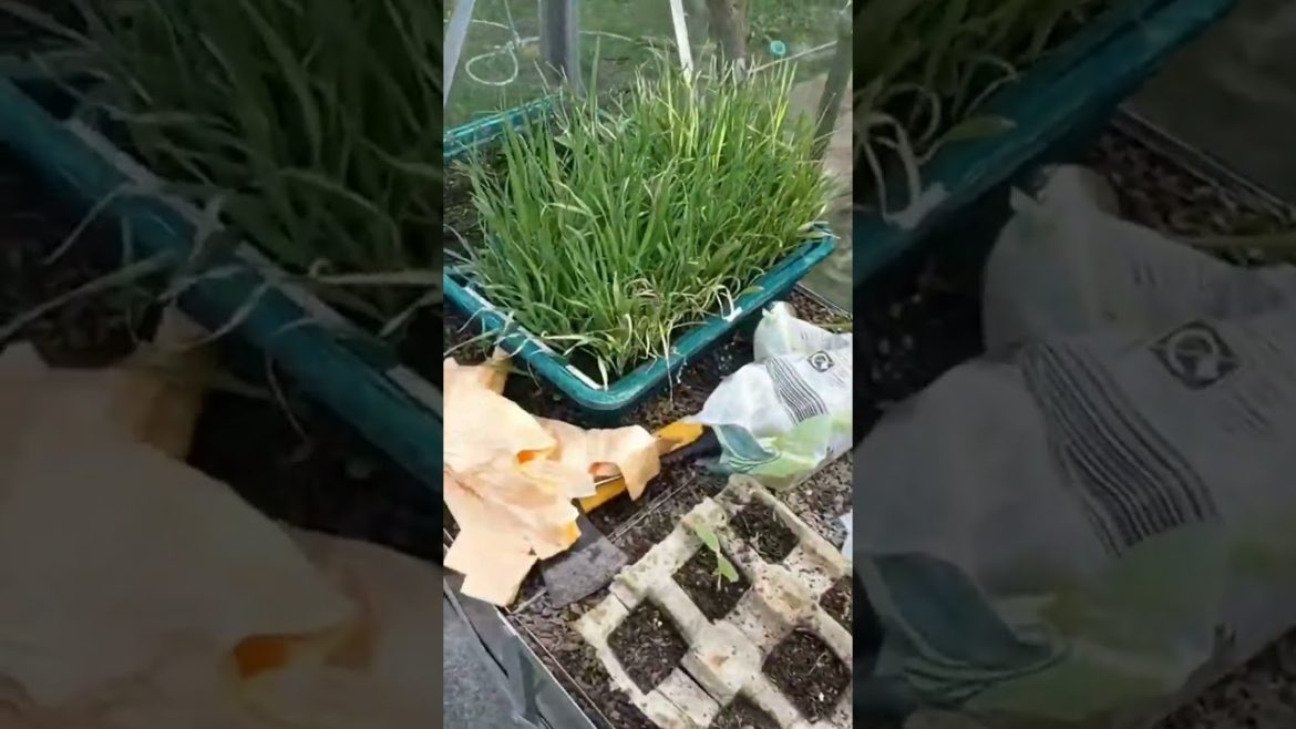 Help me manifest a happy successful garden 😍🥰 Duet something that's gone well or that you're prou Help me manifest a happy successful garden 😍🥰 Duet something that's gone well or that you're prou