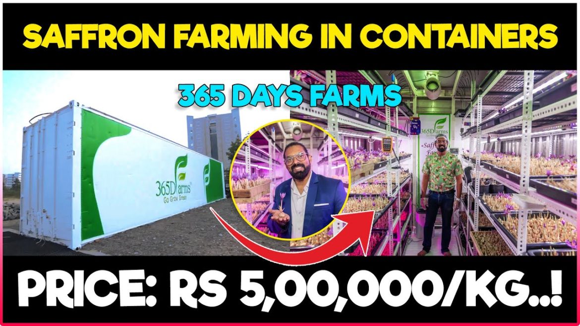 Saffron Farming in Shipping Containers | Grow saffron indoor anywhere without soil and Water..! Saffron Farming in Shipping Containers | Grow saffron indoor anywhere without soil and Water..!