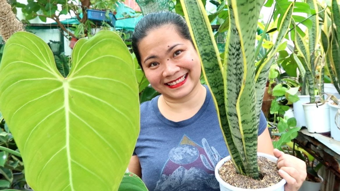 HARVEST NATIN ANG GLORIOUS + BUDGET MEAL PHILODENRON AND LUCKY PLANTS FOR CHINESE NEW YEAR FOR SALE!