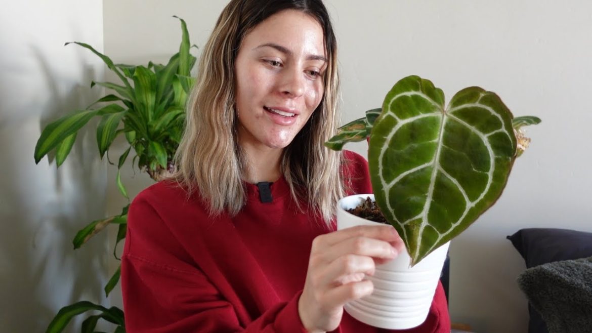 Houseplant Updates & A Relaxing Indoor Care Vlog (: