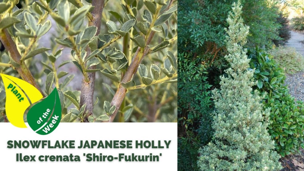 SNOWFLAKE JAPANESE HOLLY | Ilex crenata 'Shiro Fukurin'
