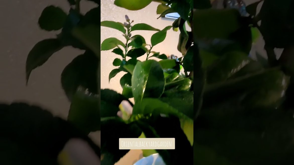Orientalbackyardgarden 'Lemon tree'#garden #englishgarden #cottagegarden #gardening