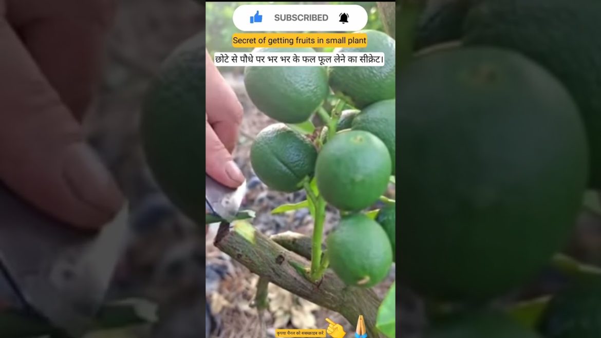#lemon#plants #airlayering  #grafting#farming#roses#king#gardening#organic #organicfertilizer#shorts #lemon#plants #airlayering  #grafting#farming#roses#king#gardening#organic #organicfertilizer#shorts
