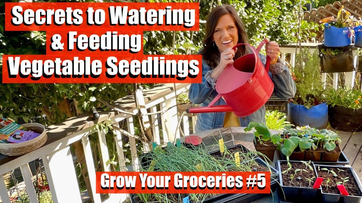Secrets to Getting Watering & Fertilizing RIGHT for Vegetable Seedlings/Grow Your Groceries #5