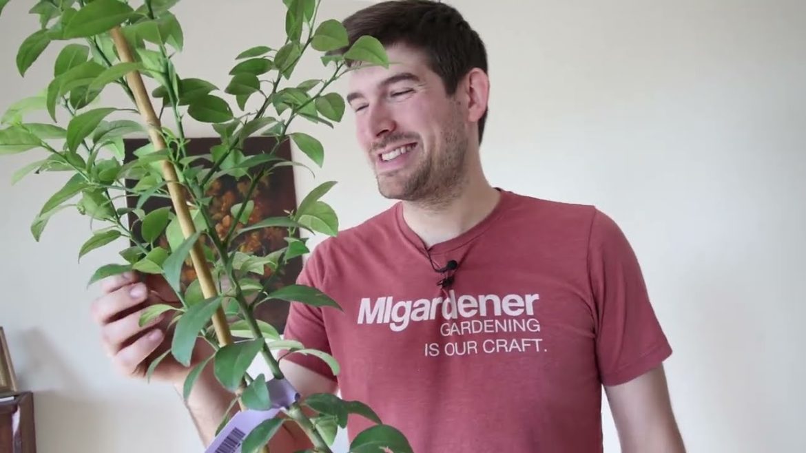 MIgardener: How to Grow Citrus Indoors Complete Growing Guide (Lemons Limes Oranges) How to Grow Citrus Indoors Complete Growing Guide (Lemons Limes Oranges)