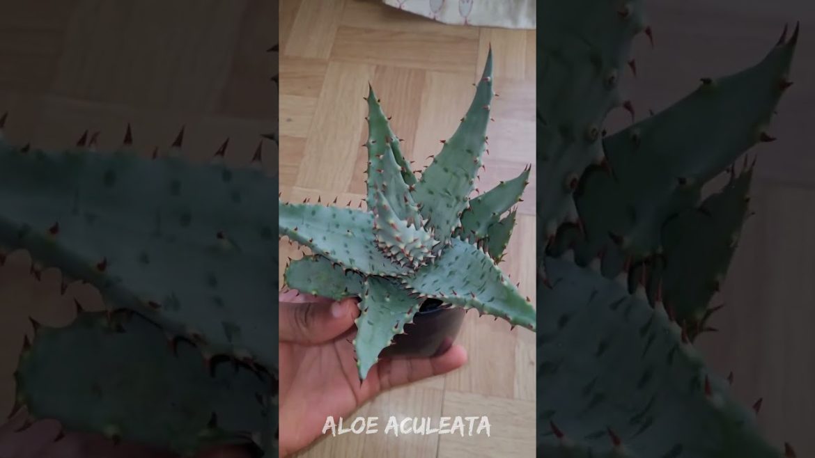 Aloe Aculeata Plant #Shorts #Gardening #Horticulture