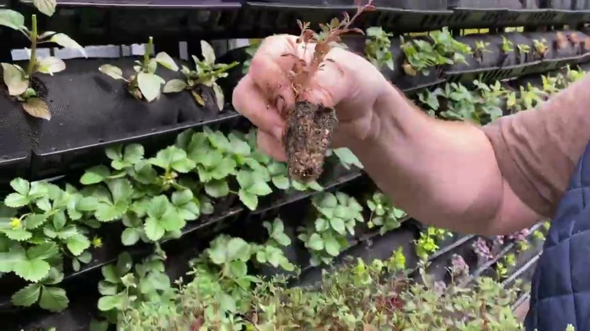 How to Plant a Vertical Garden Fast How to Plant a Vertical Garden Fast