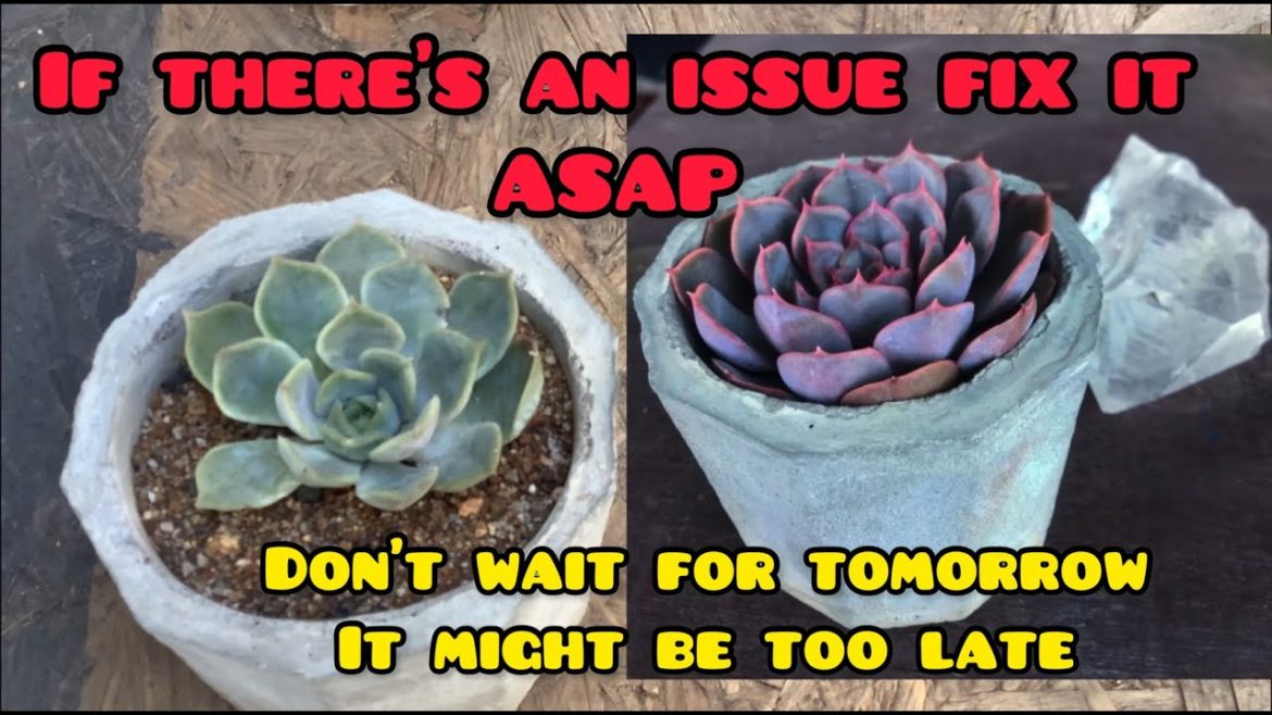 || FIX YOUR SUCCULENT ISSUE ASAP DO NOT WAIT || SUCCULENT CARE TIPS || || FIX YOUR SUCCULENT ISSUE ASAP DO NOT WAIT || SUCCULENT CARE TIPS ||