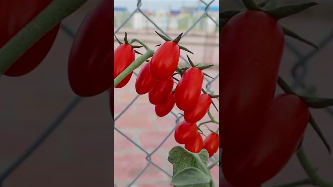 Easy grow tomato in container at home