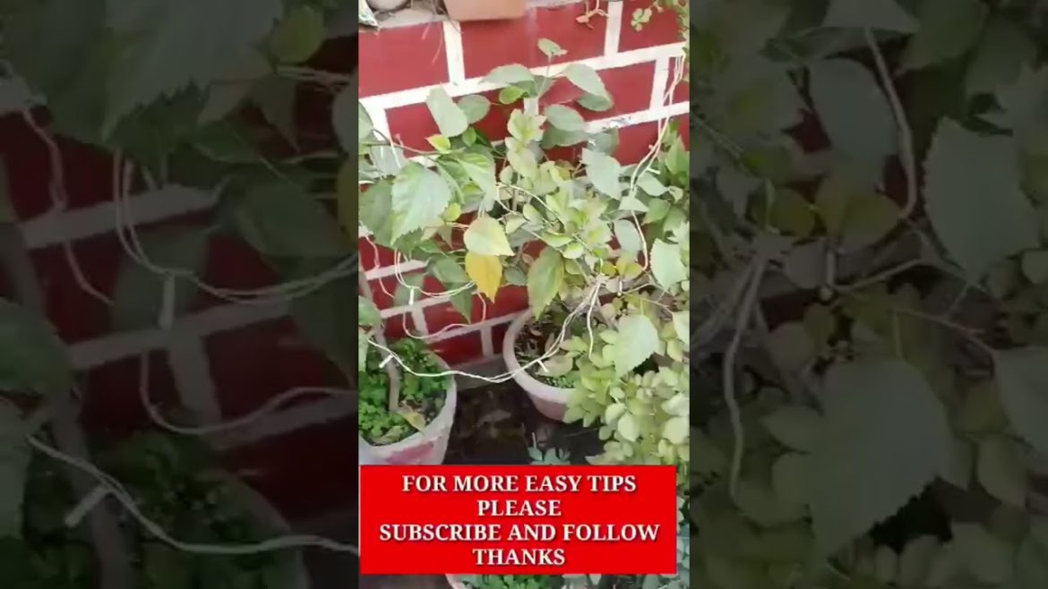 क्या पौधों की पत्तियां पीली पड़ रही है #shorts #gardeningtips #gardening #shortsfeed