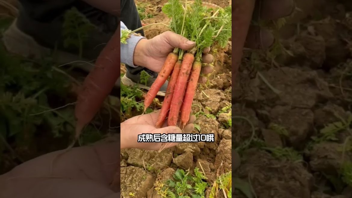 Method of growing vegetable /Garden Growing Lettuce Without Watering Method of growing vegetable /Garden Growing Lettuce Without Watering