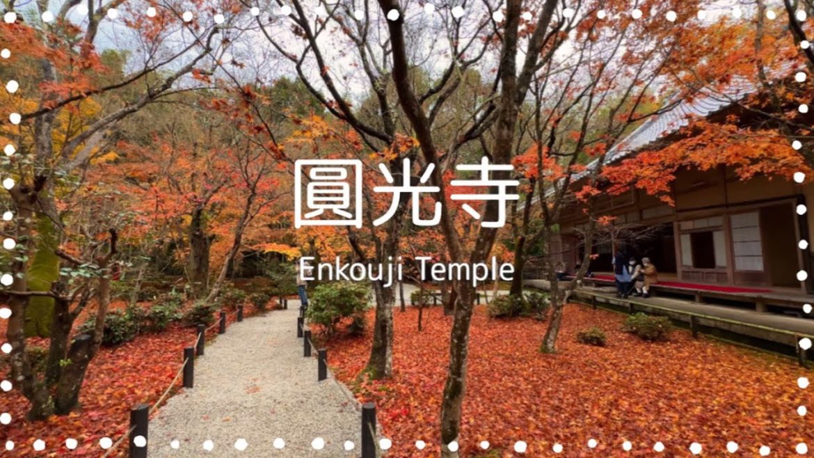 【京都vlog】庭園散歩。圓光寺の散りもみじ🍁 Japanese garden.  Falling autumn leaves at Enkoji Temple in Kyoto