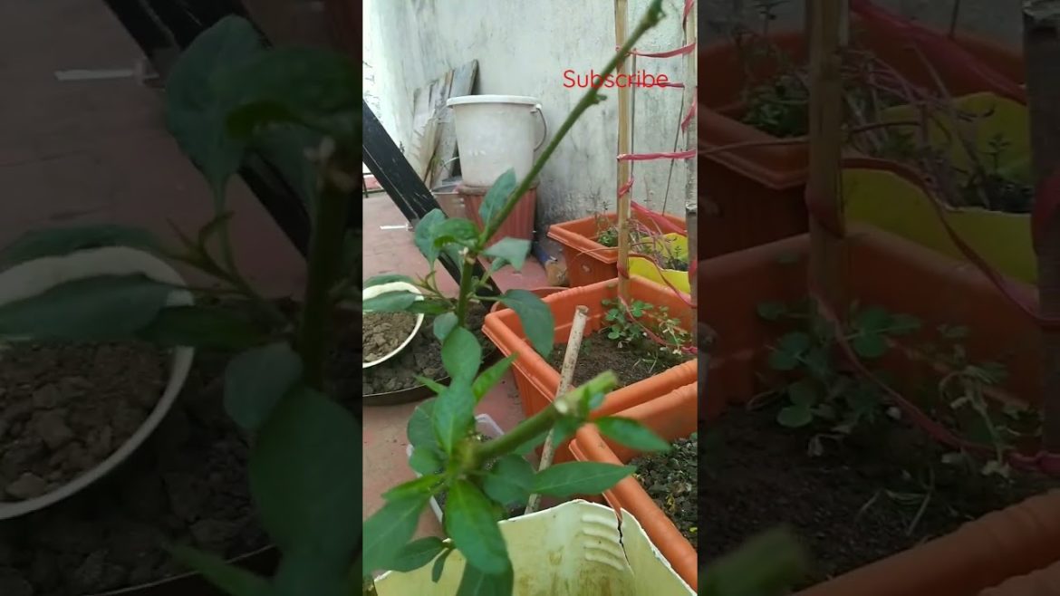 Mirchi(chilly)in pot grown😀#gardening#shorts Mirchi(chilly)in pot grown😀#gardening#shorts